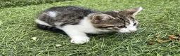 Mixed Breed cats for sale: Adorable kittens need a new place 🥰  - Advert 11