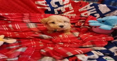 Maltipoo dogs Maltipoo puppies - Advert 4