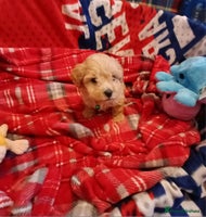 Maltipoo dogs Maltipoo puppies - Advert 3