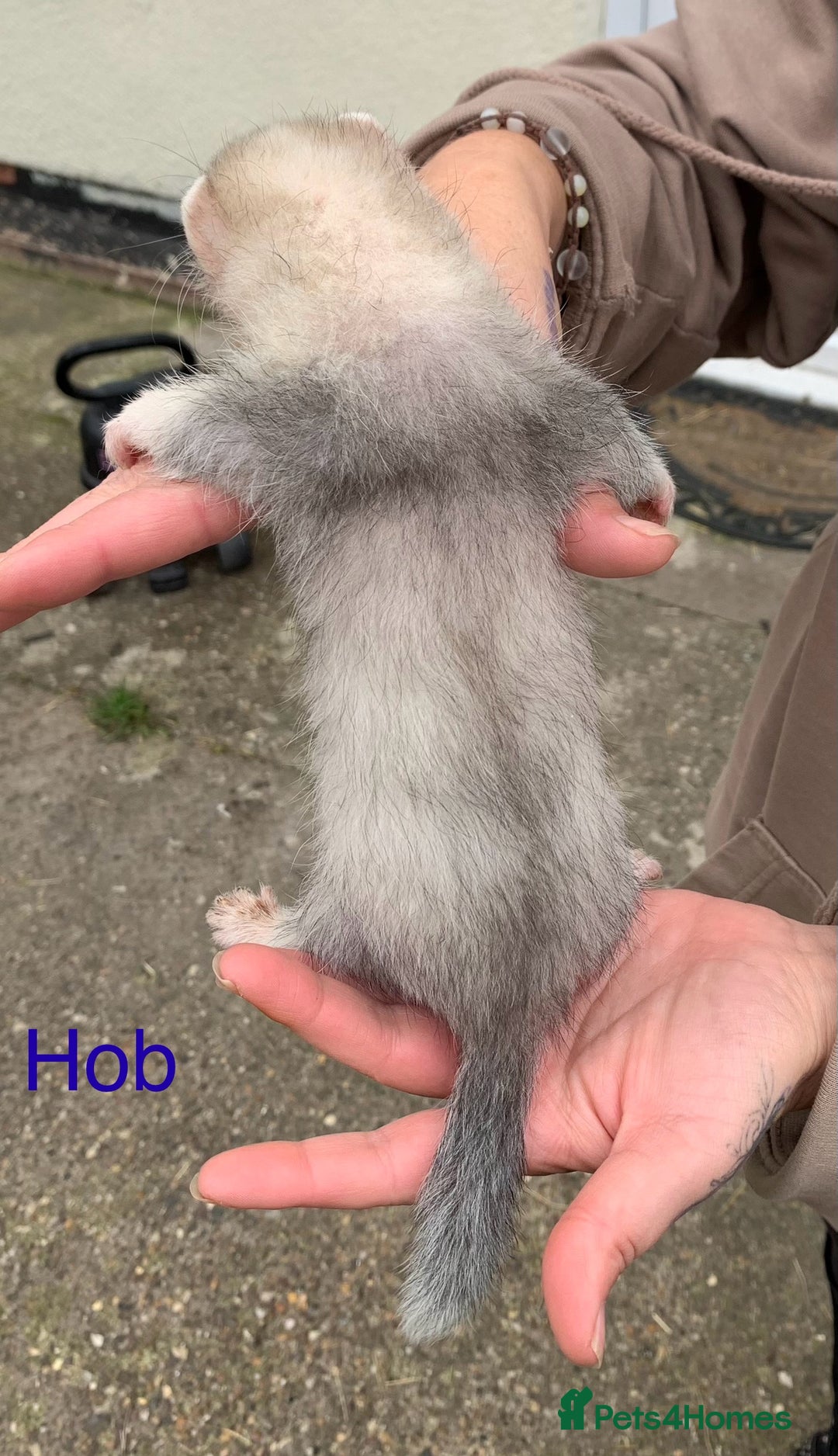 Ferret rodents for sale: Ferret kits and adults of va ages read descr  - Image 11
