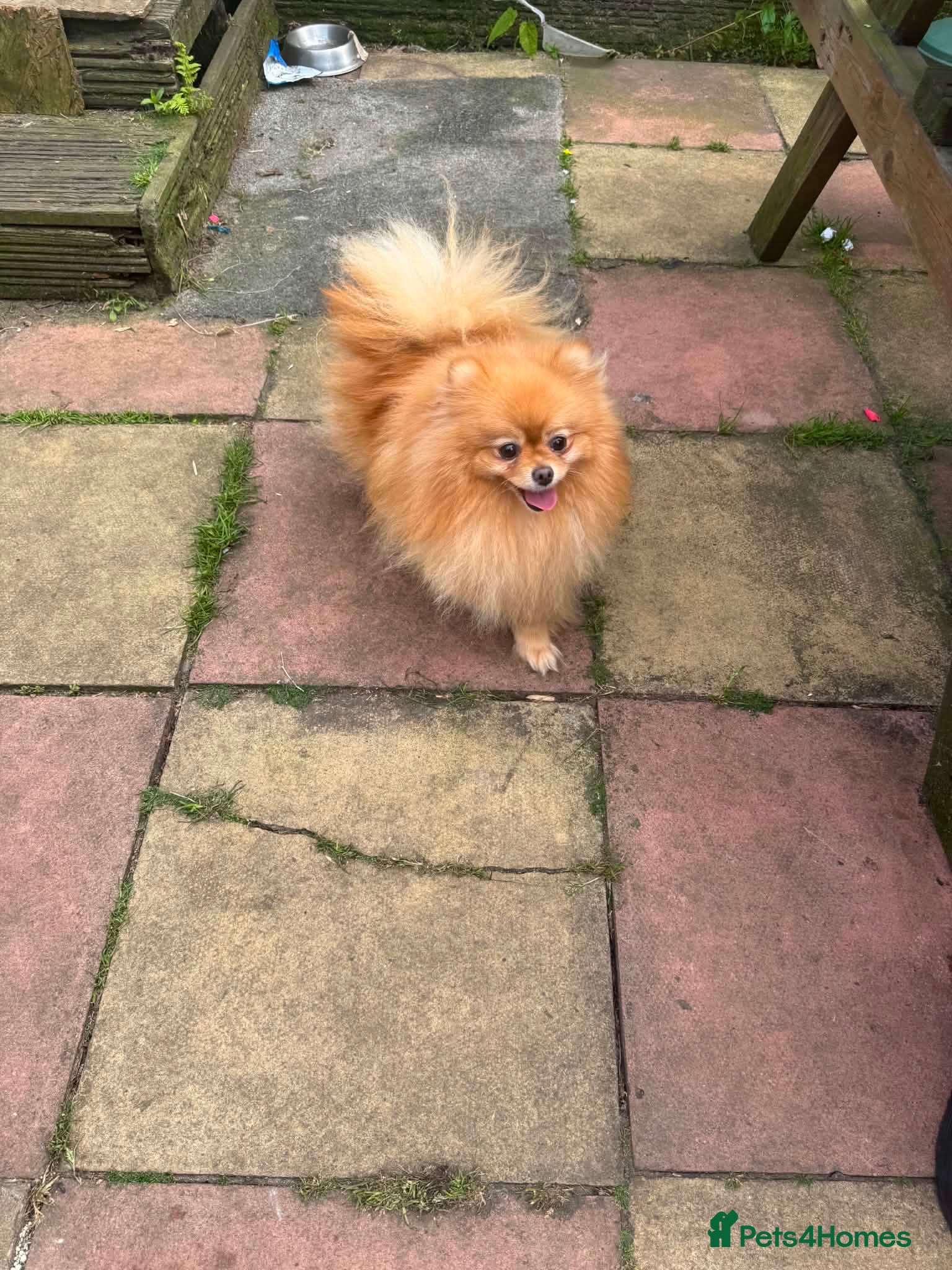 Pomeranian dogs Pomeranian  - Advert 2