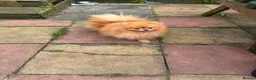 Pomeranian dogs for sale: Pomeranian  - Advert 1