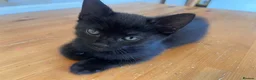 Mixed Breed cats for sale: Beautiful kittens - Advert 19