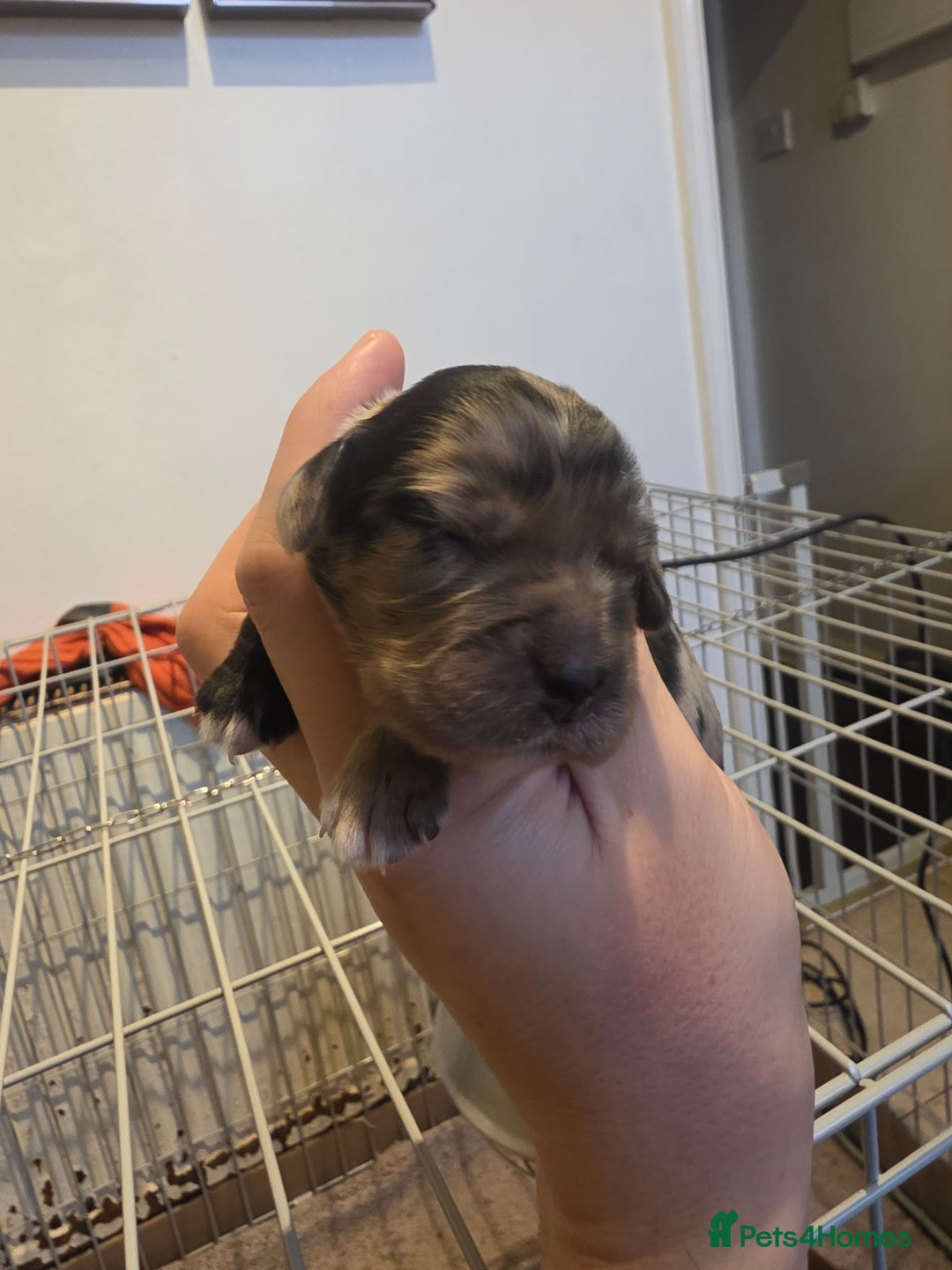 Cocker Spaniel dogs for sale: Kc registered litter - Advert 4