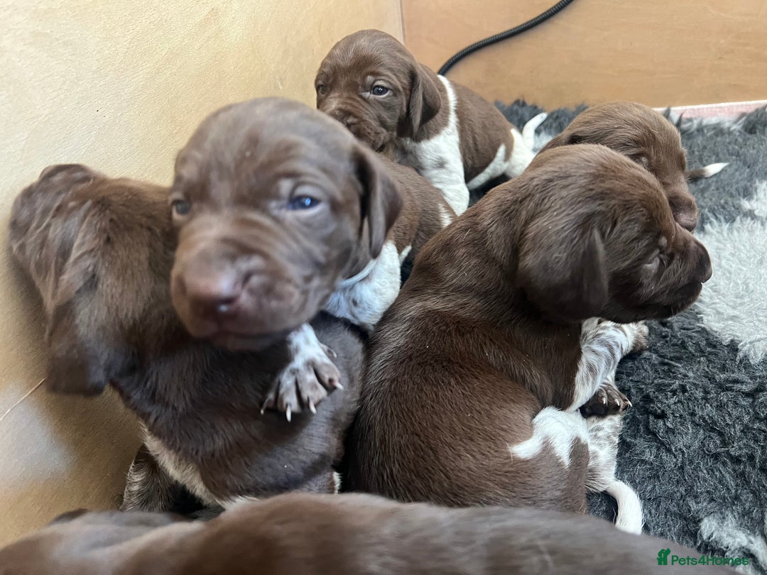 German Shorthaired Pointer dogs for sale: Beautiful pedigree German Shorthaired Pointer Pups - Image 1