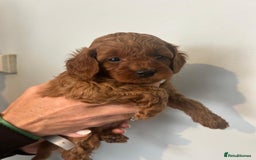 Cavapoo dogs for sale: Stunning F1B Cavapoo puppies  - Image 20