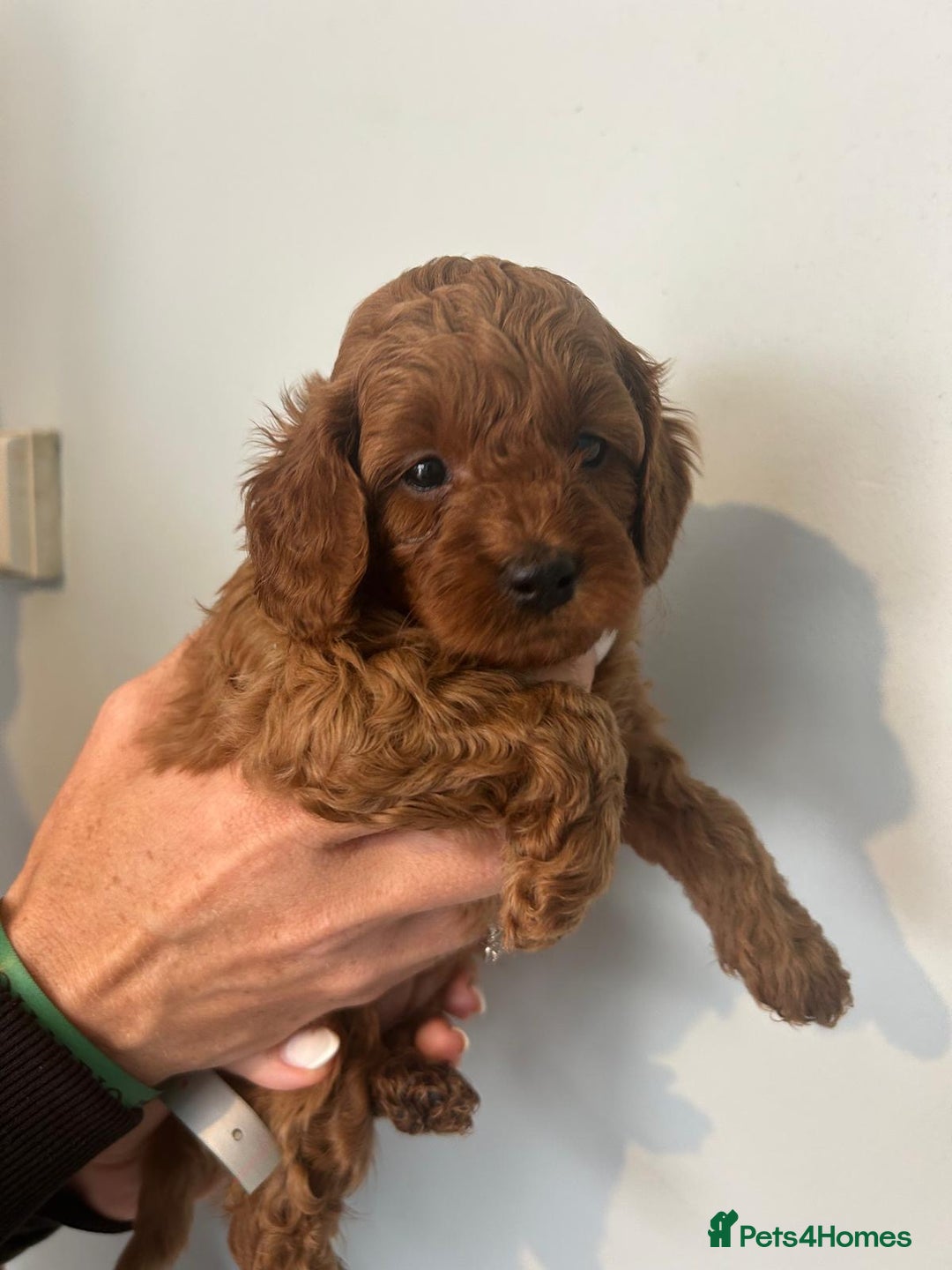 Cavapoo dogs for sale: Stunning F1B Cavapoo puppies  - Image 20