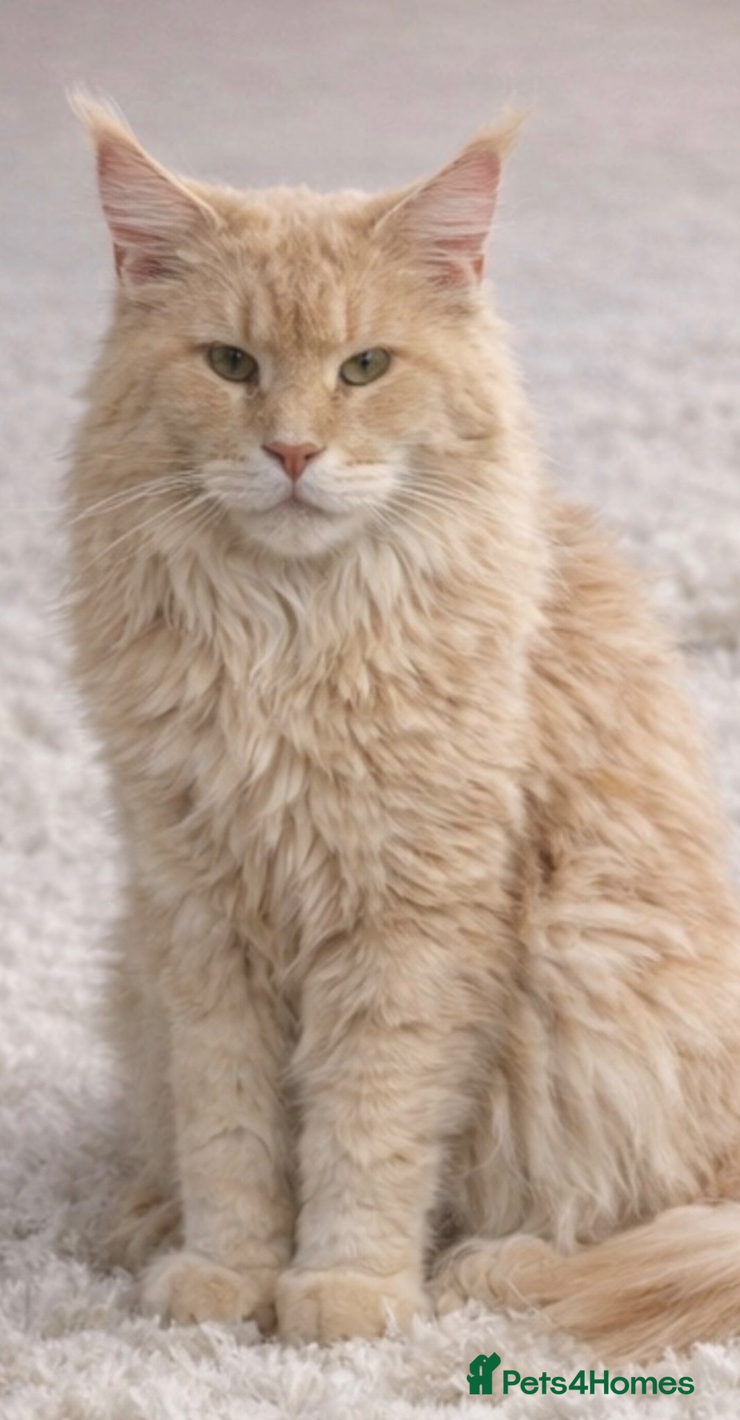 Maine Coon cats Outstanding TICA registered kittens - Advert 7