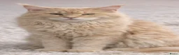Maine Coon cats for sale: Outstanding TICA registered kittens - Advert 13