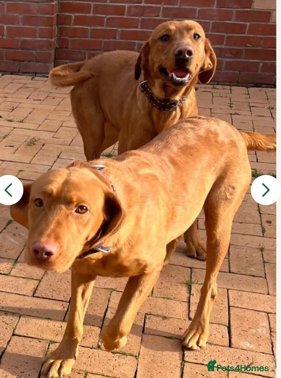 Labrador Retriever dogs for sale: beautiful male fox red Labrador retriver puppy  - Advert 1