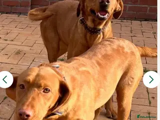 Labrador Retriever dogs beautiful male fox red Labrador retriver puppy - Advert 1