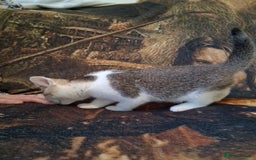 Mixed Breed cats for sale: Scottish straight cross kittens  - Image 21