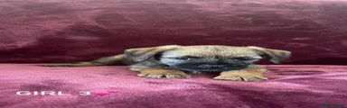 Border Terrier 3