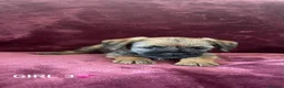 Border Terrier dogs for sale: Border terrier puppies - Advert 6