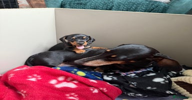 Miniature Dachshund dogs - Advert 8