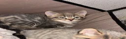 Mixed Breed cats for sale: Cute Kittens For Sale 😍 - Advert 8