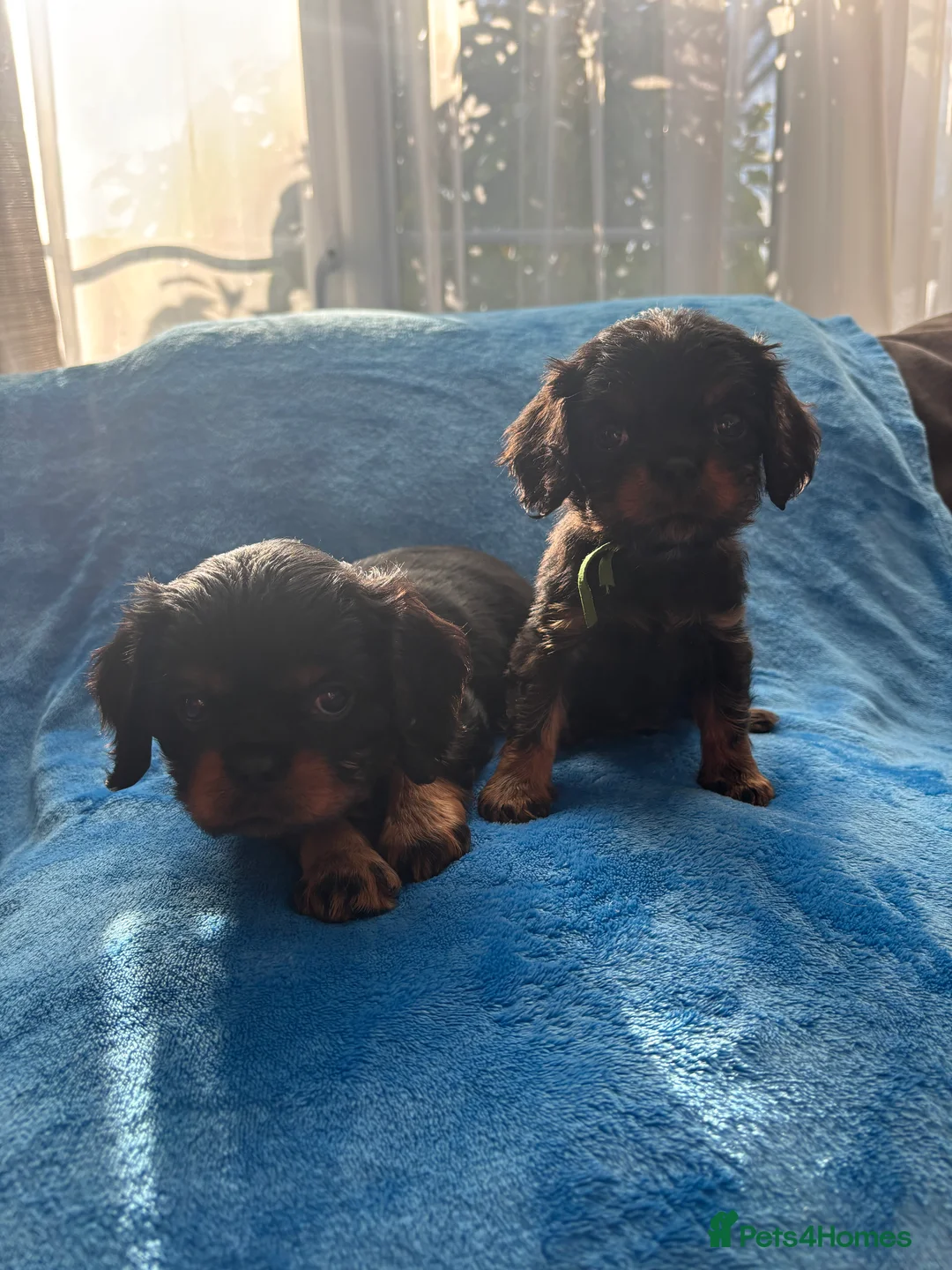 Cavalier King Charles Spaniel dogs for sale: Gorgeous KC Puppies Available  - Advert 10