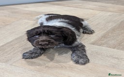 Cocker Spaniel dogs for sale: Show type cocker spaniel  - Image 15