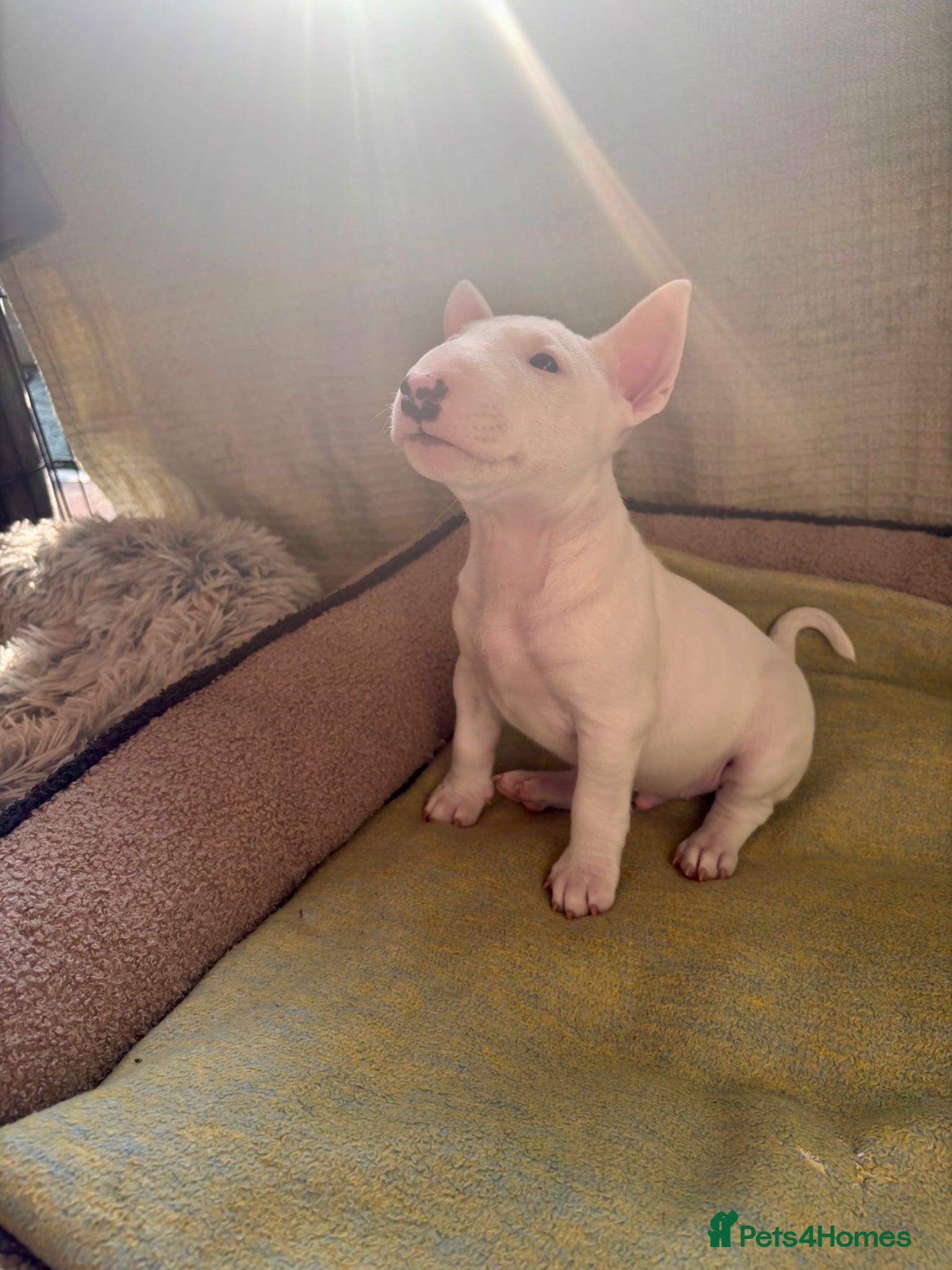 Miniature Bull terrier dogs for sale: 1 Male Miniature English bull terrier available  - Advert 5