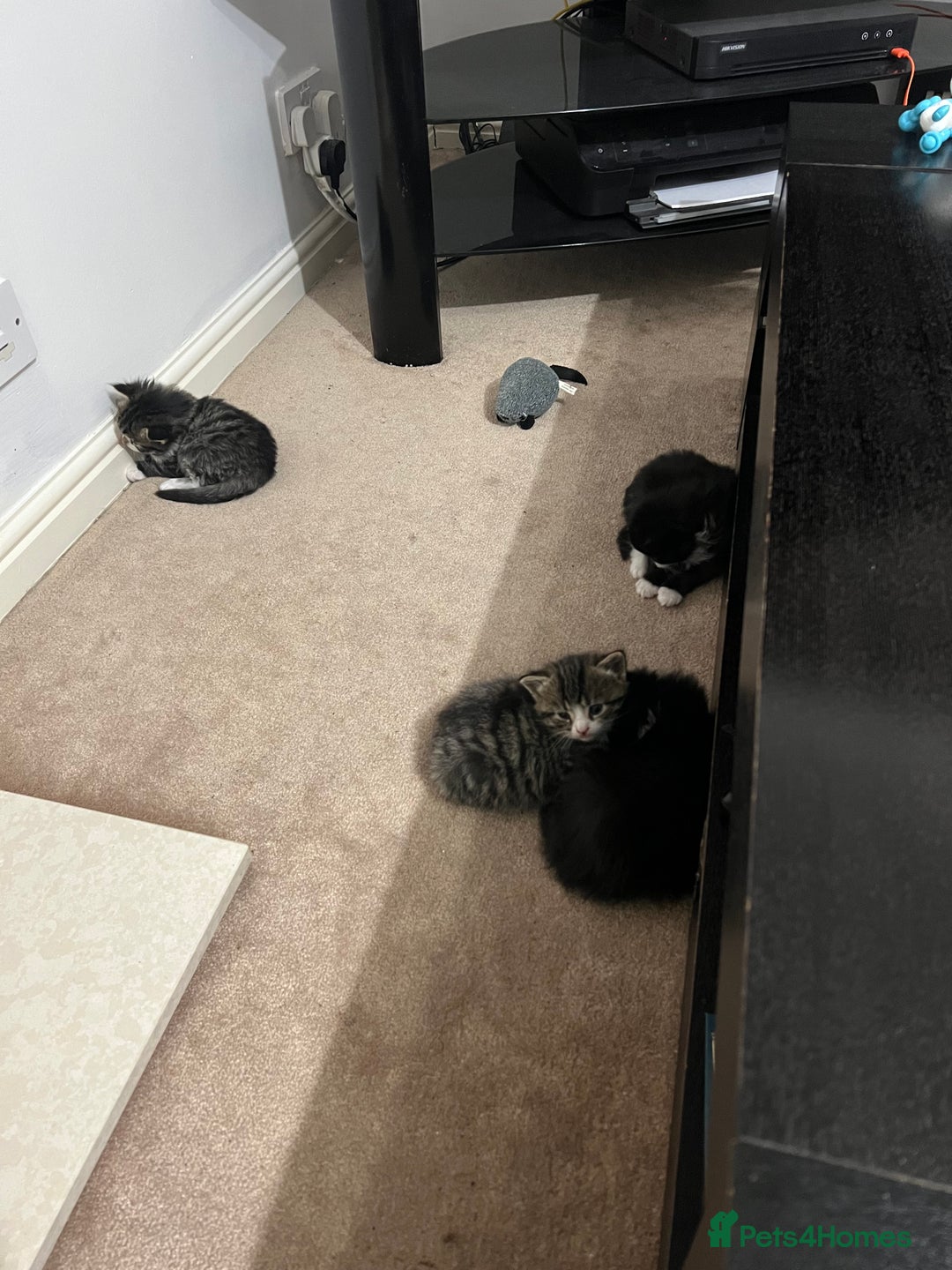 British Shorthair cats for sale: Gorgeous british shorthair kittens for sale 🐈 - Advert 3