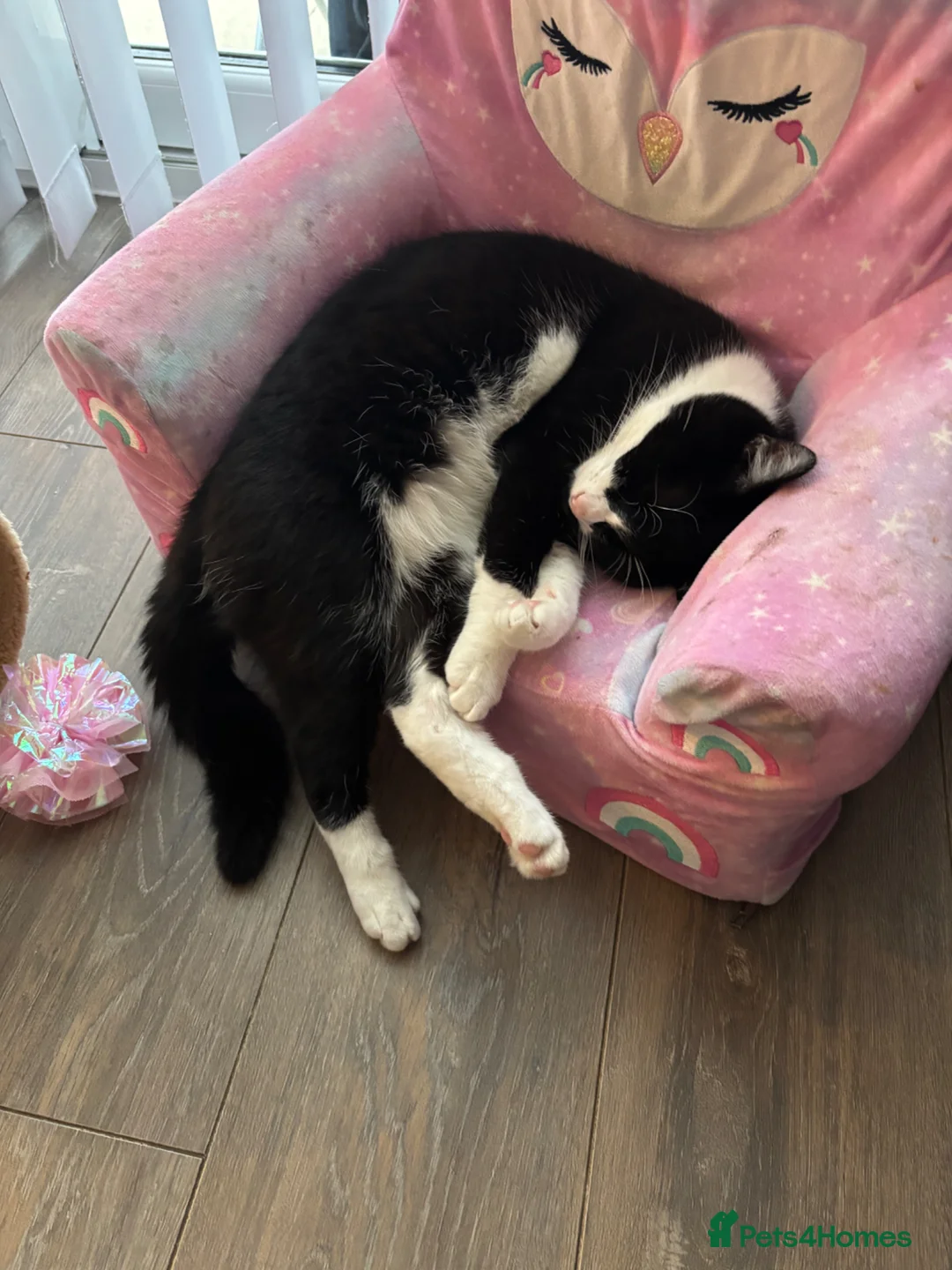 British Shorthair cats for sale: Adult cat - Advert 3