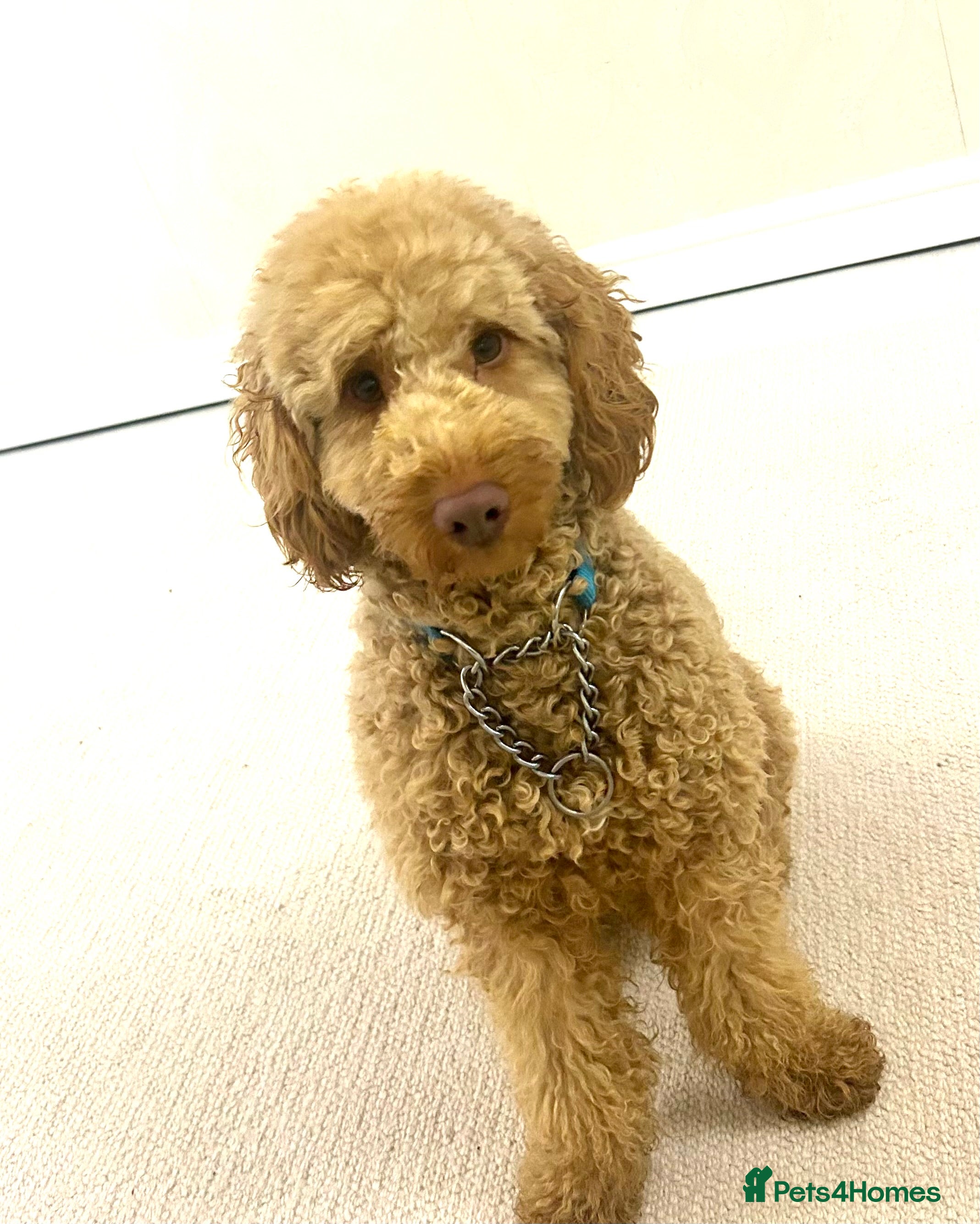 Cockapoo dogs Male cockapoo  - Advert 1