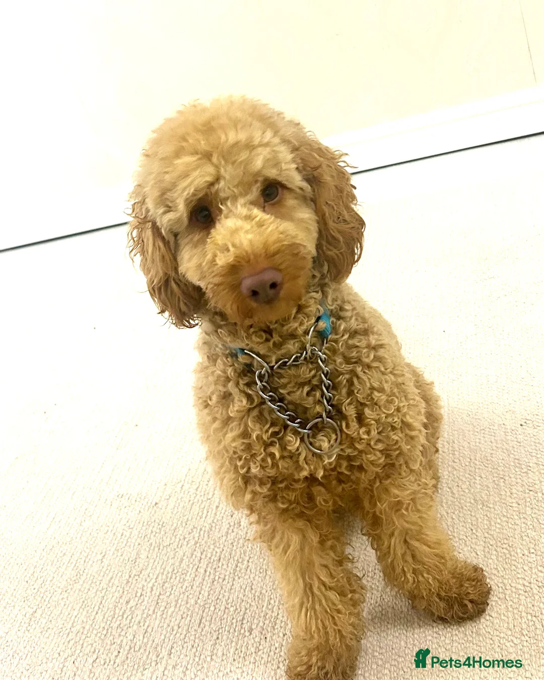 Cockapoo dogs for sale: Male Cockapoo - Rehoming - Advert 1