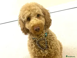 Cockapoo dogs Male cockapoo - Advert 3