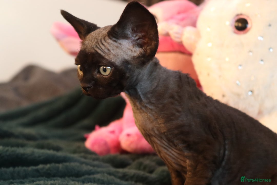 Devon Rex cats for sale: 🎉❤️Beautiful and healthy Devon Rex boy❤️🎉 - Advert 8