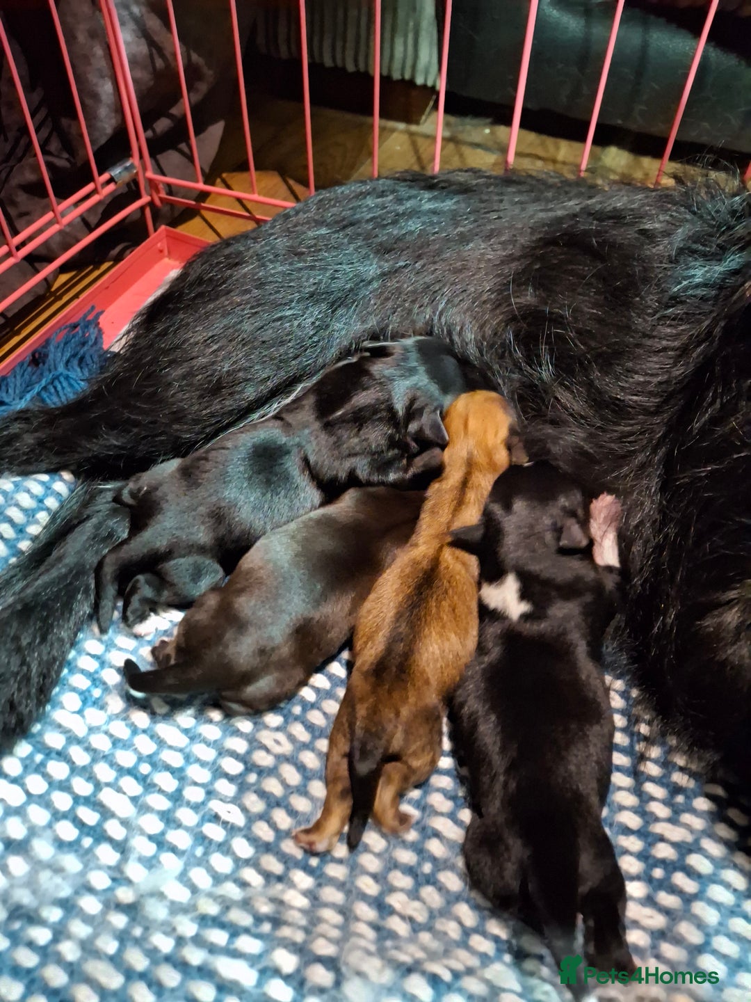 Patterjack dogs for sale: Patterdale/Jack Russell pups for sale 2 boys left - Advert 2