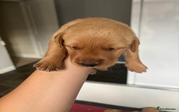 Goldador dogs for sale: Fox red goldador puppies ❤️ - Image 12