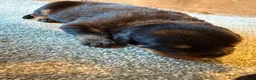 Rottweiler dogs for sale: Exceptional Rottweiler Puppies - Advert 8