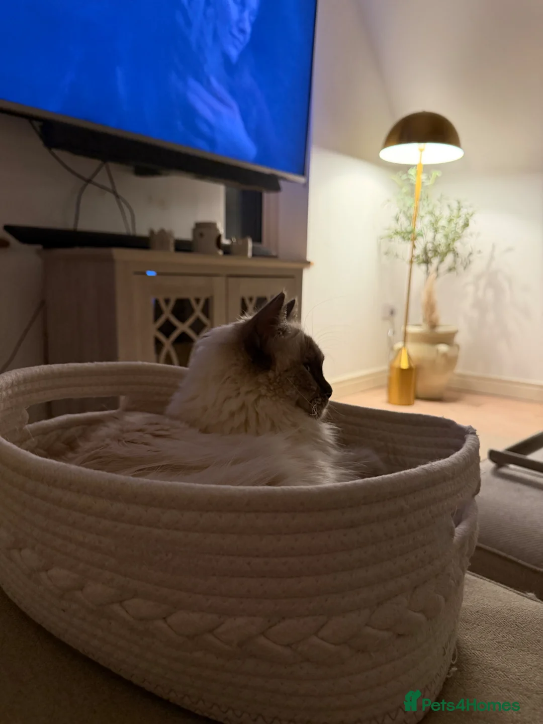 Ragdoll cats for sale: Ragdoll needing forever home - Advert 7