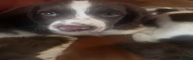 English Springer Spaniel 2