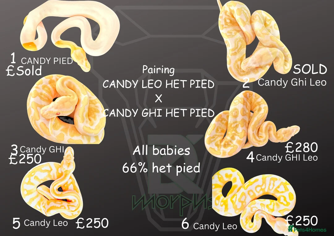 Python Snake reptiles for sale: 1.0 Leo Candy 66% het Pied  - Advert 2