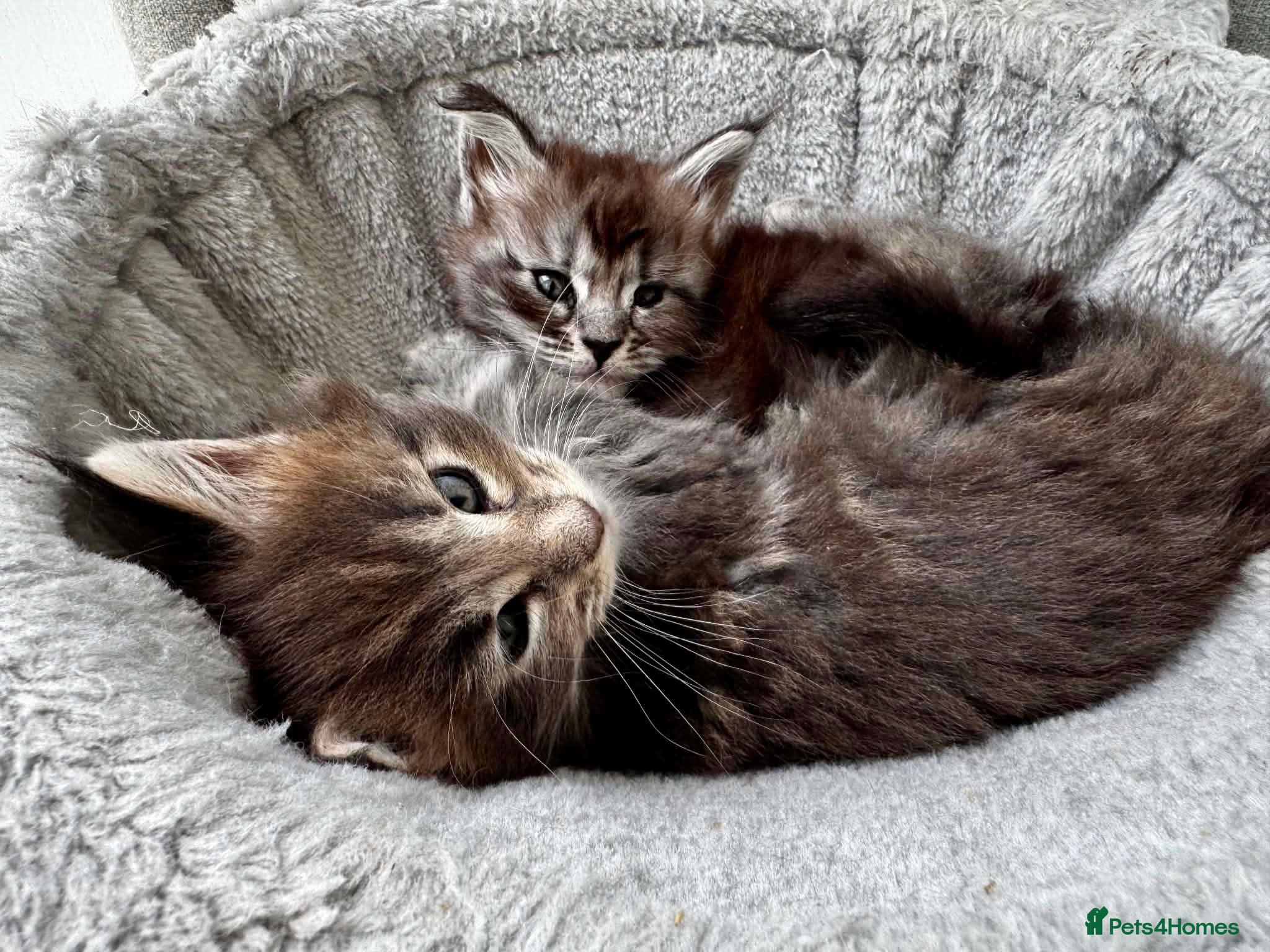 Maine Coon cats GCCF/TICA Blue/Black Maine Coon Kittens - Advert 1
