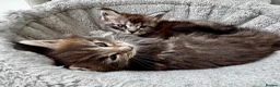 Maine Coon cats for sale: GCCF/TICA Blue/Black Maine Coon Kittens - Advert 1