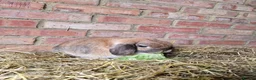 Mini Lop rabbits for sale: Mini Lops For Sale - Advert 5