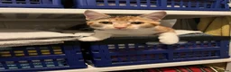 Domestic Shorthair cats for sale: 3 Year old Calico - Advert 8