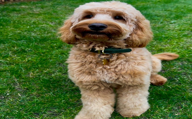 Cockapoo dogs - Advert 1