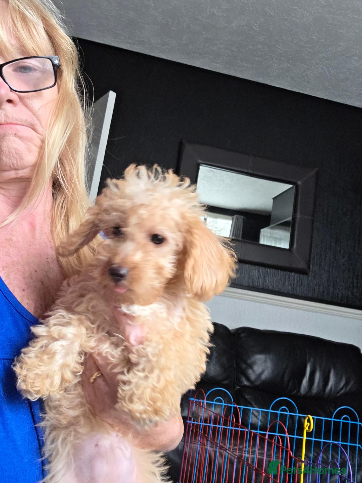 Jackapoo dogs Toy poodle 3/4 puppies  - Advert 3