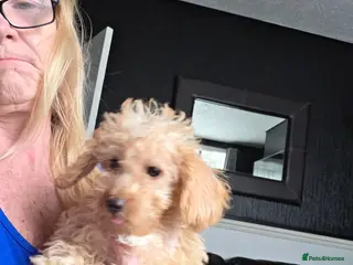Jackapoo dogs Toy poodle 3/4 puppies - Advert 3
