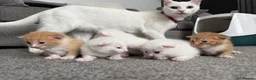Mixed Breed cats for sale: Ginger and white beauty  - Advert 2