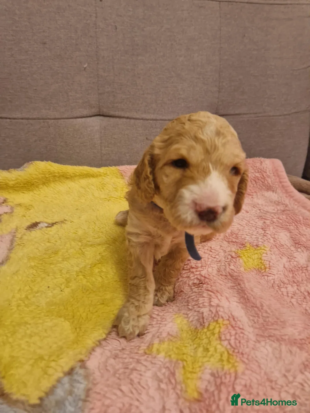 Cockapoo dogs for sale: F2 Cockapoo Puppies - Advert 37