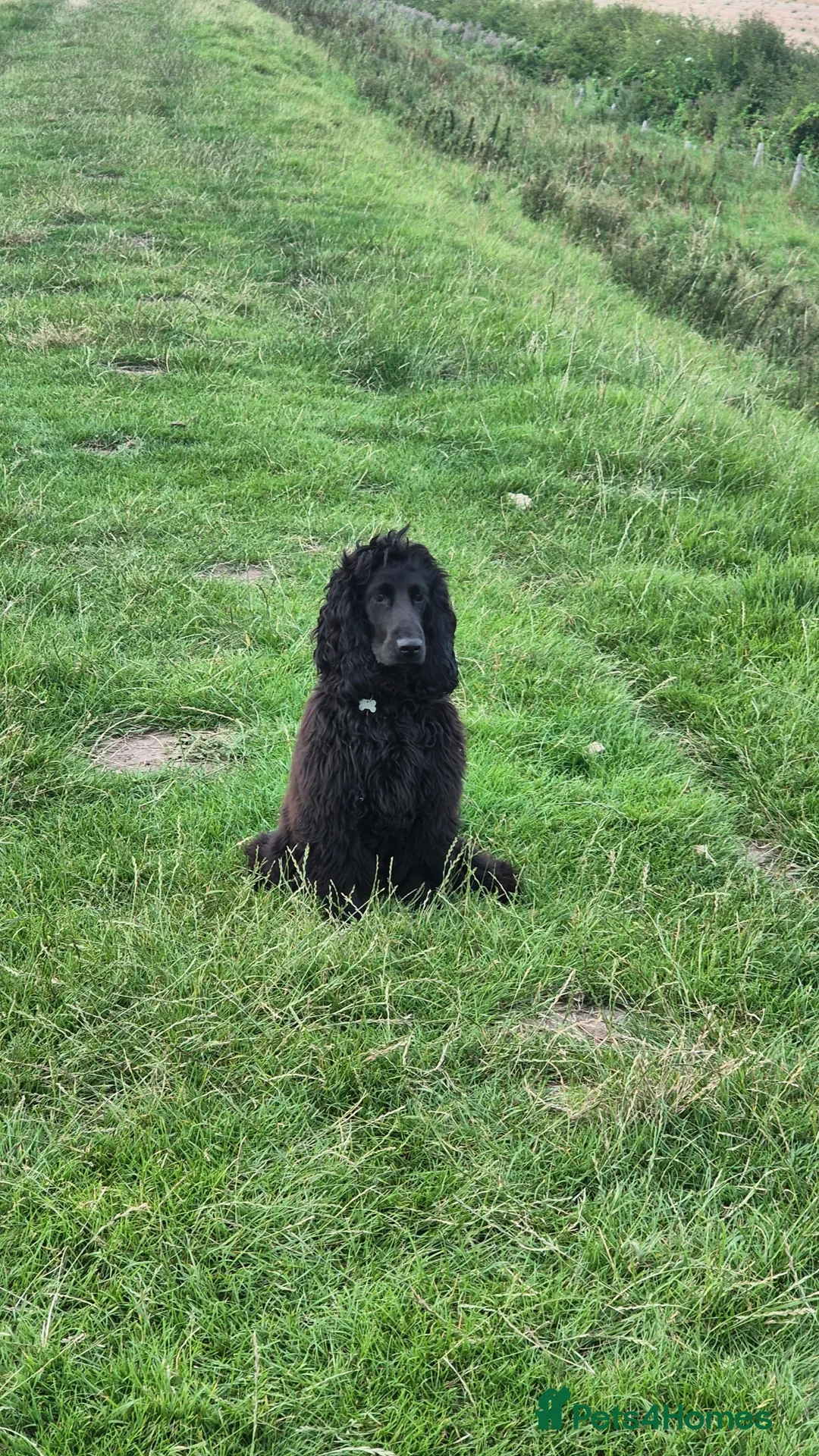 Cocker Spaniel dogs for sale: Bertie  - Advert 3