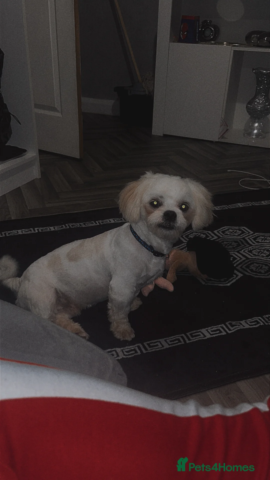 Shih Tzu dogs for sale: Lovelly Shih czu  in Stoke-on-Trent - Advert 2