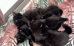 British Shorthair cats for sale: 4 full black cats - Image 8