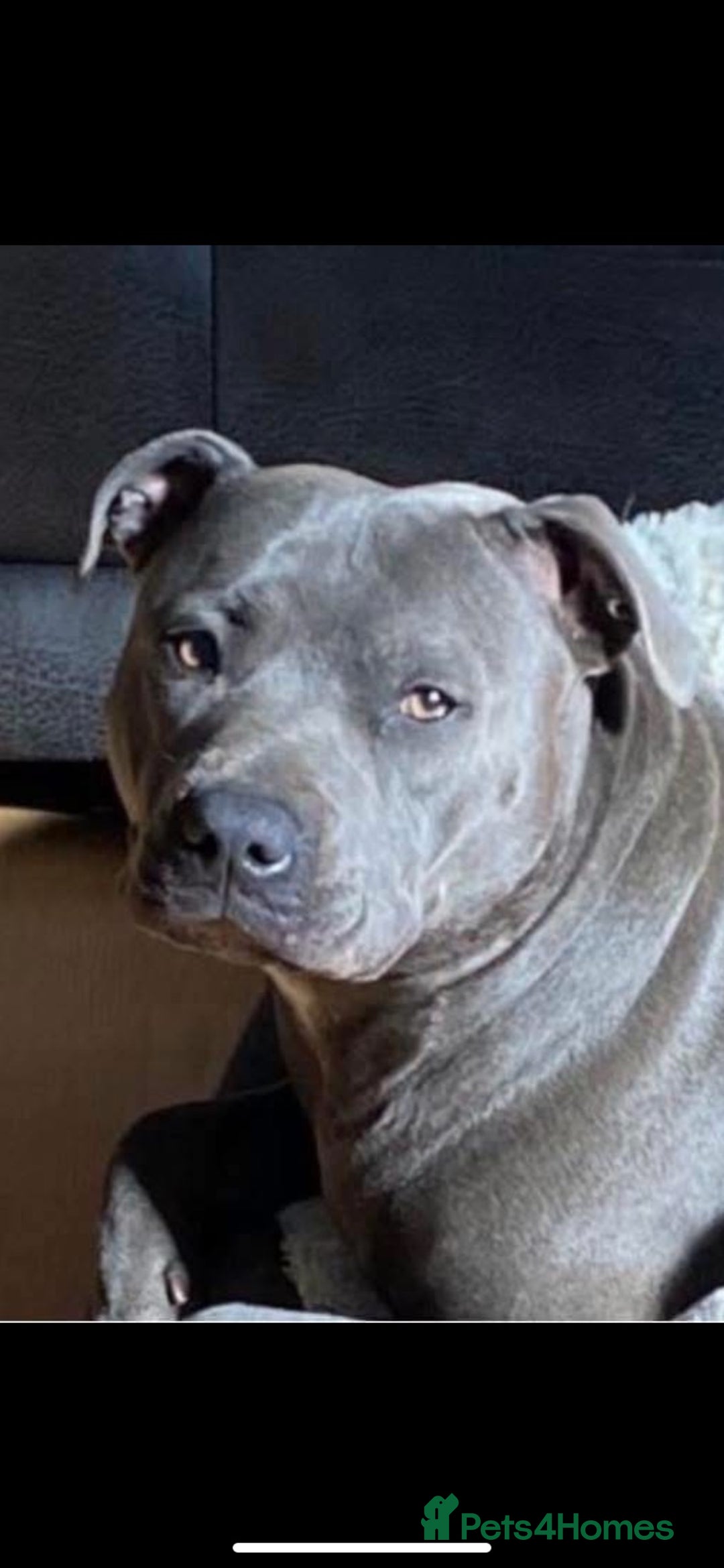 Staffordshire Bull Terrier dogs for sale: 5 beautiful blue Staffordshire puppies  - Advert 1