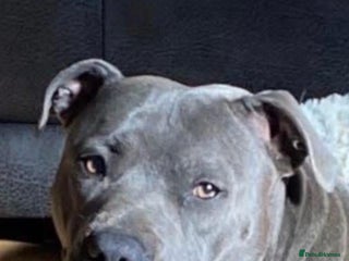 Staffordshire Bull Terrier dogs 5 beautiful blue Staffordshire puppies - Advert 1