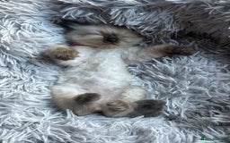 Ragdoll cats for sale: 💞 RAGDOLL Kittens Ready 13th August GrCh Blood - Image 12